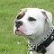 Pitbull