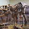 T-Rex